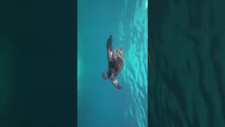 Green sea turtle snacking on a jelly #shorts