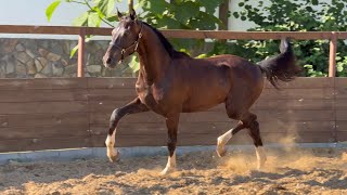 Not for sale! colt Secret Room by Secret - San Amour, *2023, 1 y.o., OL, dressage