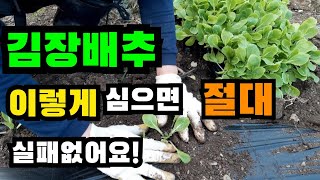 김장배추 이렇게 심으면 절대 실패없어요! 김장배추심기, 김장배추밭만들기, 김장배추심는시기, 김장배추재배, 김장배추파종시기, 김장배추모종, 김장배추심는간격, 김장배추심는방법