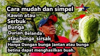 Cara  kawin / serbuk bunga Durian Belanda /  bunga sirsak, dengan bunga Jantan / Betina