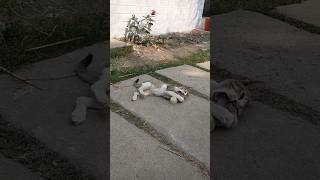 #cute #cat#shorts #video #shortvideo#cats #short #funny #videos #foryou #catlover #fun#masti #love