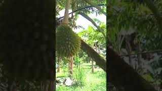 Buang buah durian di Pohon dan simpan sebahagian buah Durian sesuai usia umur Pohon Durian.