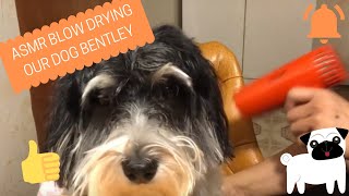 ASMR BLOW DRYING OUR DOG BENTLEY | ASMR with Analyn