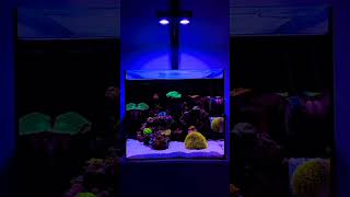 marine setup #shorts #aquarium #trending