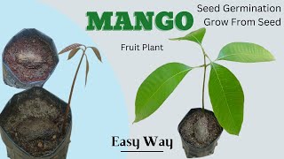 How To Grow Mango Plant From Seed l Mangifera Indica Seed Germination