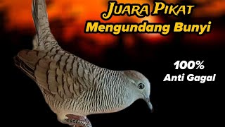 Perkutut lokal gacor Juara pikat Mengundang bunyi 100% Anti gagal