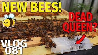 NEW BEES AND A DEAD QUEEN? | VLOG 081