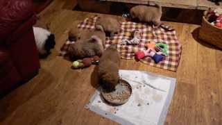 Snickers and Willys Chow Chow Puppies Eating #3