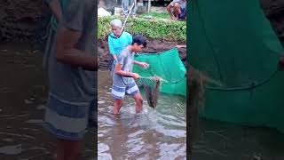 Menangkap Ikan Gurameh #gurameh #ikan #perikanan #mancing