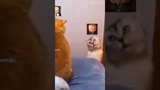 Funny videos part 5