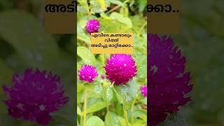 എവിടെ കണ്ടാലും വിത്ത് അടിച്ചു മാറ്റിക്കോ../poppy vlogs