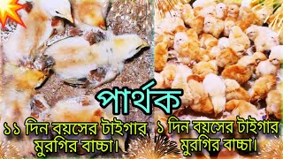 আবারও ব্রোডিং করার জন্য নিয়ে আসলাম টাইগার মুরগির বাচ্চা 😊 / টাইগার মুরগি পালন পদ্ধতি।