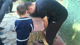 Play fighting with a Tiger