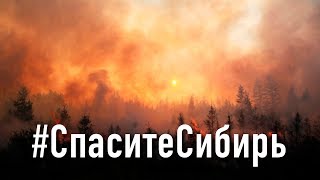 Что я думаю о пожарах в Сибири - #СпаситеСибирь