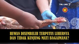 HEWAN DISEMBELIH TERPUTUS LEHERNYA DAN TIDAK KUNJUNG MATI BAGAIMANA? KHAZANAH Islam