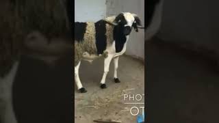 الحولي الأسطوري صردي ملكي 🐏👑