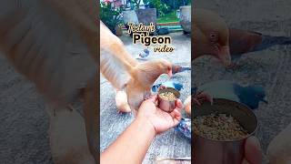 Today's pigeon video #pigeon