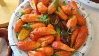 How to grow hot peppers part 17: What the hell am I going to do with all these hot peppers!