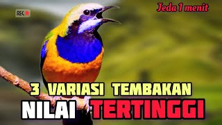 🔴 3 variasi tembakan cucak cungkok NILAI TERTINGGI di gantangan sang juara