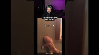 How did the cat get in the wall? #pablo #pablovintura #trending #viral