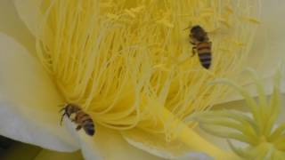 Bees & Dragon Fruit flowers