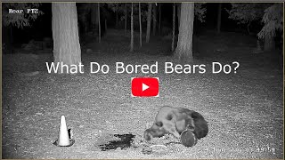 What Do Bored Bears Do?