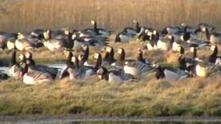 Bernache nonnette (Branta leucopsis)