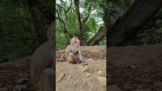 Feeding hungry monkey 🐒#youtubeshorts #monkey #wildlife #monkeyvideo