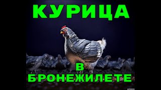 КУРИЦА В БРОНЕЖИЛЕТЕ