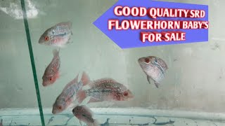 Good quality SRD flowerhorn baby's for sale