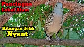 Perkutut lokal gacor Pancingan lokal alam Hitungan detik langsung nyaut.