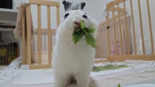 5월6일 미나리🌿 조금 라이브🐰