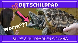 Bijtschildpadden