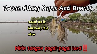 Mancing Baby Jaer Pake umpan Udang Kupas