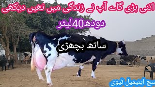 03466152628| record milking cow of 2024| big udder cows |Australia cow|Such animal tv|