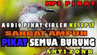 suara pikat burung kejepit paling ampuh MP3 AMPUH.