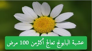 هل تعلم ان عشبة البابونج تعالج أكثرمن 100 مرض - تعرف على فوائد البابونج