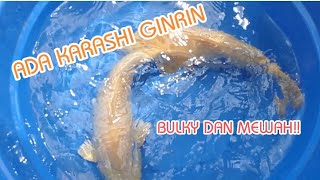 KARASHI GINRIN KOI BULKY DAN MEWAH!!