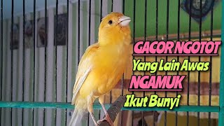 Masteran kenari GACOR NGOTOT untuk Pancingan Kenari Tidak Mau Bunyi Agar Bunyi