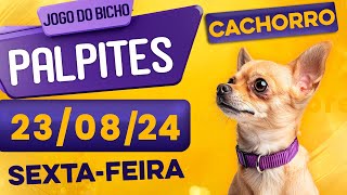 PALPITE DO DIA 23/08/2024 - JOGO DO BICHO 🍀 TODAS AS LOTERIAS 🍀