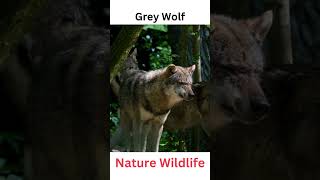 Grey Wolf  #animals