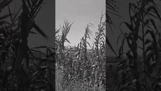 El #viento mueve las #cañas. Al fondo paisaje #campiñes. #montalban #cordoba #andalucia #españa.