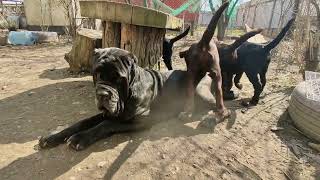 Неаполитанский мастиф Маля , невозмутимость. /Neapolitan Mastiff Mala , equanimity.