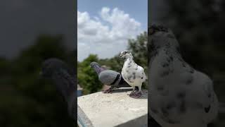 KABUTAR lover !! #pigeon #viral #video #shots #viralshorts #trendingshorts