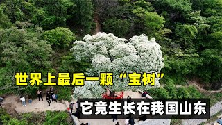 世界上最后一顆“寶樹”，比任何國寶都珍貴，它竟生長在我國山東