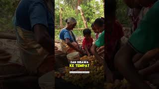 Beginilah proses pembuatan minuman legendaris India yang disebut Feni