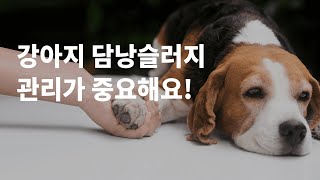 강아지 담낭슬러지는 왜 생기고 어떻게 관리해야할까요?