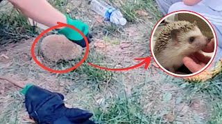 Hedgehog rescue compilation | Animal rescue compilation