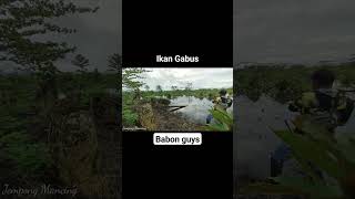 Ganas Ikan Gabus Babon Ini