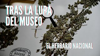 Tras la Lupa del Museo - El Herbario Nacional 🔍 🌿